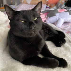 Meet your Posher, Sophie